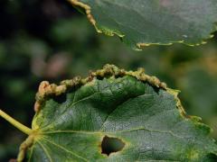 Hálky bejlomorky Dasineura tiliae na okraji listu lípy srdčité (Tilia cordata Mill.)