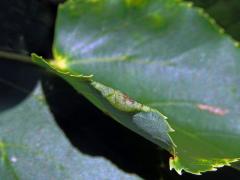 Hálky bejlomorky Dasineura tiliae na okraji listu lípy srdčité (Tilia cordata Mill.)