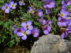 Tařička obrubníková (Aubrieta columnae Guss.)