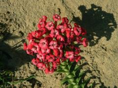 Tlustice (Crassula coccinea L.)