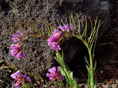 Huseník (Arabis collina Ten.)