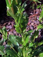 Huseník (Arabis collina Ten.)