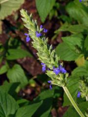 Šalvěj hispánská (Salvia hispanica L.)   