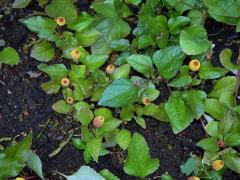 Plamatka zelná (Acmella oleracea (L.) RK Jansen)