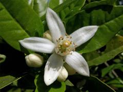 Pomerančovník pravý (Citrus x sinensis (L.) Osbeck)