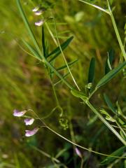 Vikev čtyřsemenná (Vicia tetrasperme (L.) Schreber)