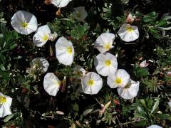 Svlačec (Convolvulus cneorum L.)   