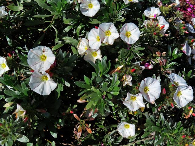 Svlačec (Convolvulus cneorum L.)