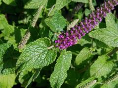 Ožanka (Teucrium hircanicum L.)   