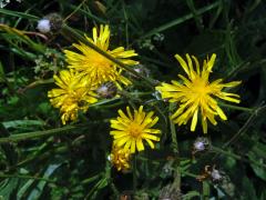 Škarda velkoúborná (Crepis conyzifolia (Gouan) Dalla Torre)