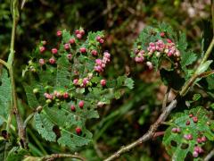 Hálky vlnovníka (Phytoptus laevis) na olši šedé (Alnus incana)