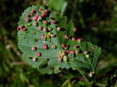 Hálky vlnovníka (Phytoptus laevis) na olši šedé (Alnus incana)