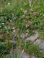 Kostřava červená (Festuca rubra L.)