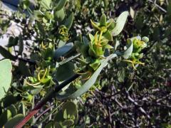 Jojoba čínská (Simmondsia chinensis (Link) C. K. Schneid.)