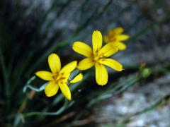 Badil patagonský (Sisyrinchium patagonicum Phil. ex Baker)