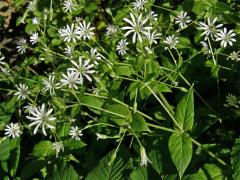 Ptačinec hajní (Stellaria nemorum L.)