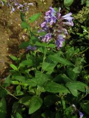 Šanta (Nepeta manchuriensis S. Moore)