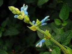 Šalvěj (Salvia bullulata Benth.)