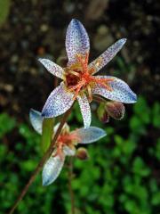 Trojhrotka srstnatá (Tricyrtis hirta (Thunb.) Hook.)