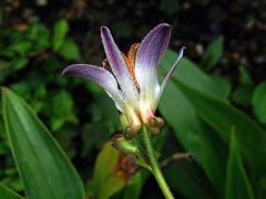 Trojhrotka srstnatá (Tricyrtis hirta (Thunb.) Hook.)