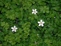 Ellisiophyllum pinnatum (Wall. ex Benth.) Makino