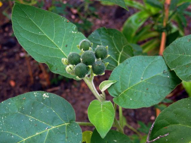 Lilek (Solanum abutiloides (Griseb.) Bitter)