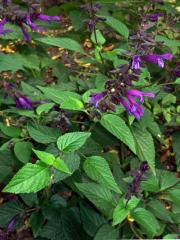 Šalvěj (Salvia glabrescens Makino)