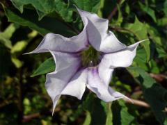 Durman obecný (Datura stramonium L. var. tatula (L.) Torr.)