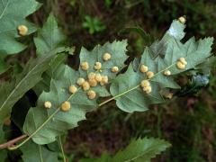 Hálky bejlomorky Dryomia circinnans, dub cer
