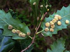 Hálky bejlomorky Dryomia circinnans, dub cer