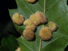 Hálky bejlomorky Dryomia circinnans, dub cer