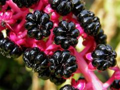 Líčidlo jedlé (Phytolacca esculenta Van Houtte)