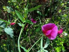 Hrachor tangerský (Lathyrus tingitanus L.)