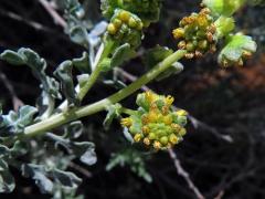 Ambrozie (Ambrosia dumosa (Gray) Payne)