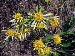2_Proteaceae