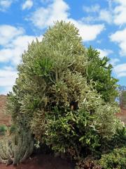 Pryšec (Euphorbia lactea Haw.)