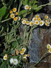 Smil (Helichrysum albo-brunneum S. Moore)