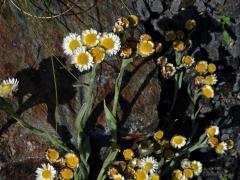 Smil (Helichrysum albo-brunneum S. Moore)