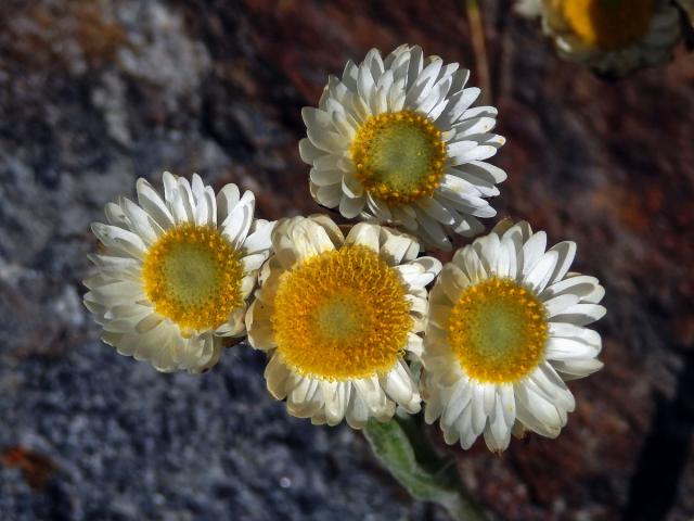 Smil (Helichrysum albo-brunneum S. Moore)