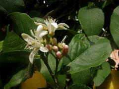 Citroník limonový (pravý) (Citrus limon (L.) Burm. f.)