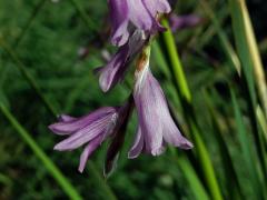 Dierama pulcherrimum (Hook. f.) Baker