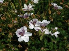 Pumpava (Erodium petraeum subsp. glandulosum)       