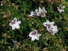 Pumpava (Erodium petraeum subsp. glandulosum)