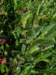 Vrba alpská (Salix alpina Scop.)