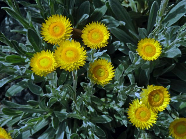 Smil (Helichrysum aureum (Houtt.) Merr.)