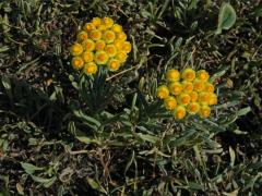 Smil (Helichrysum plicatum DC.)