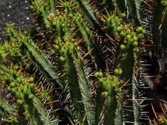 Pryšec (Euphorbia hepatagona L.)