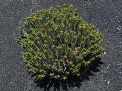 Pryšec (Euphorbia hepatagona L.)