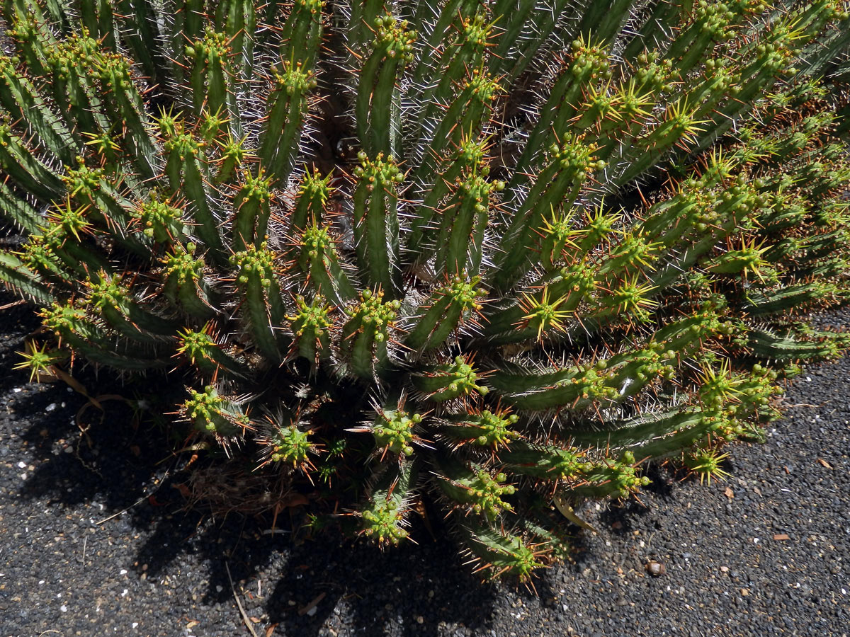 Pryšec (Euphorbia hepatagona L.)
