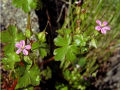 Kakost lesklý (Geranium lucidum L.)